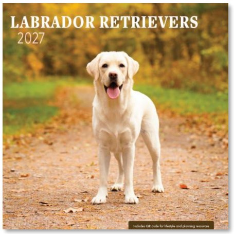 2027 Wall Calendar-Labrador Retrievers