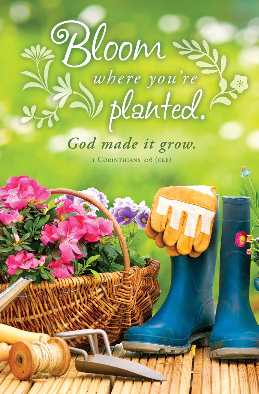 Bulletin-General-Spring-Bloom Where You're Planted 1 Cor 3:6 CEB (Pack of 100)