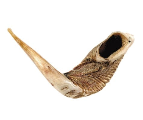 Shofar-Ram Horn (21"-23") (#1150)