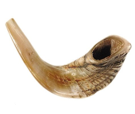 Shofar-Ram Horn (15"-17") (#1152)