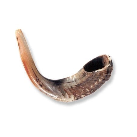 Shofar-Ram Horn (12"-13") (#1153)