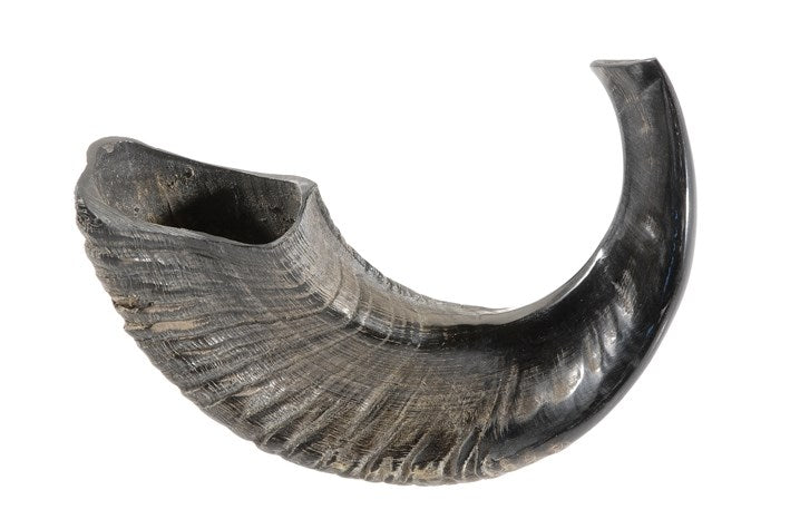 Shofar-Natural Curve Ram Horn (13"-14") (#1157)