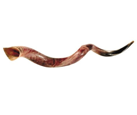 Shofar-Yemenite-XL Jumbo (43"-46") (#1111)