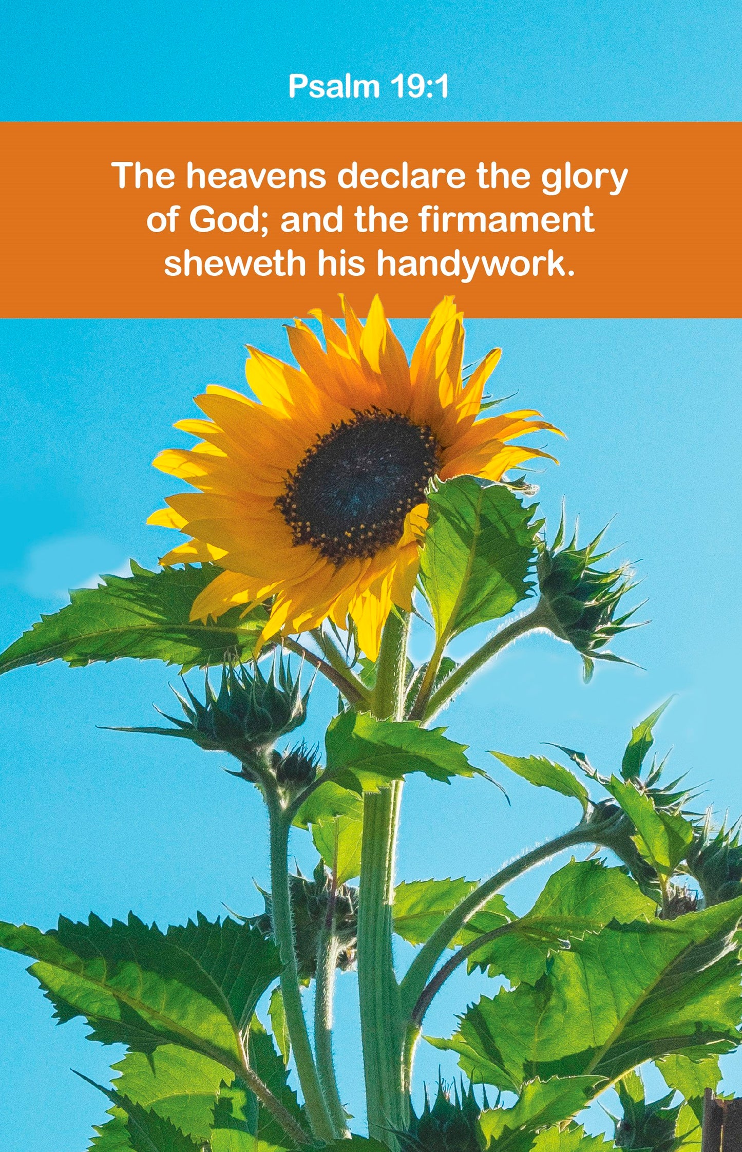 Bulletin-The Heavens Declare The Glory Of God (Psalm 19:1  KJV) (Pack Of 100)