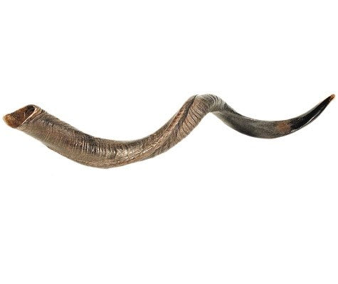 Shofar-Yemenite-Large (36"-39") (#1113)