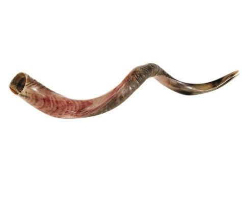 Shofar-Yemenite-Medium (32"-35") (#1114)
