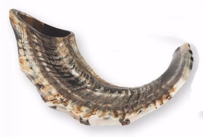Shofar-Ram Horn Natural Curve (15"-17") (#1170)
