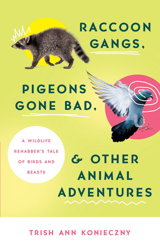 Raccoon Gangs  Pigeons Gone Bad  And Other Animal Adventures