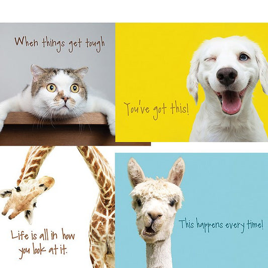 Boxed Card-Hang In There Assorted Encouragement (NIV) (Box Of 12)